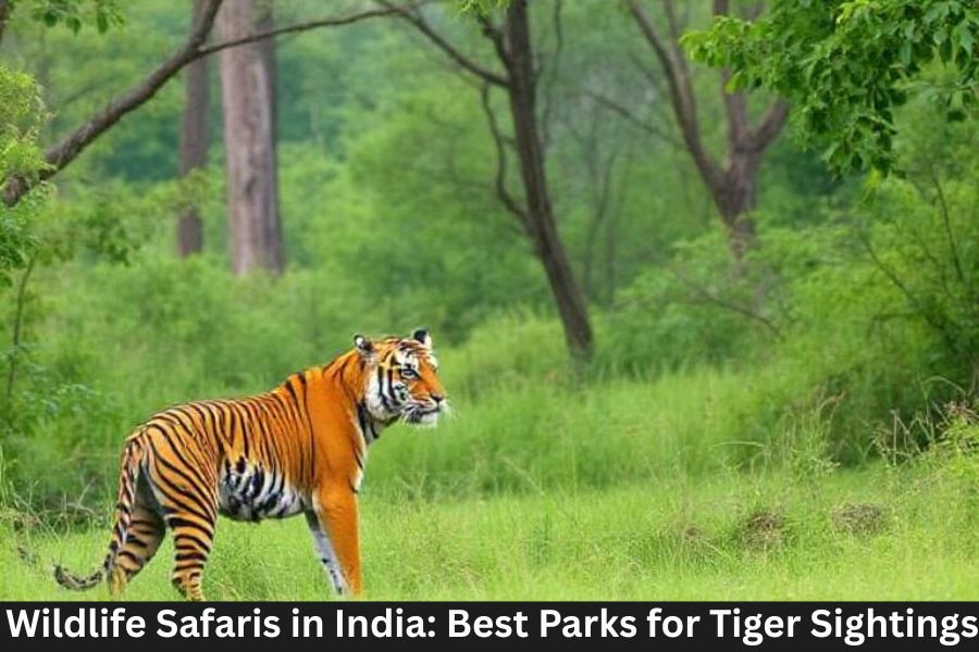 Wildlife Safaris in India: Best Parks for Tiger Sightings